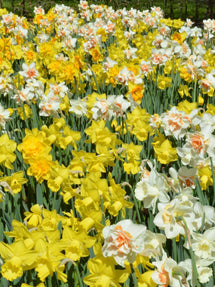 Jonquillle All In One Mix™