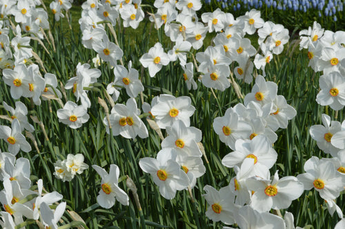 Narcissus poeticus