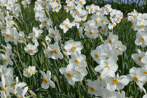 Narcissus poeticus