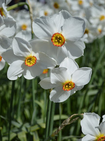 Jonquille Pheasant's Eye