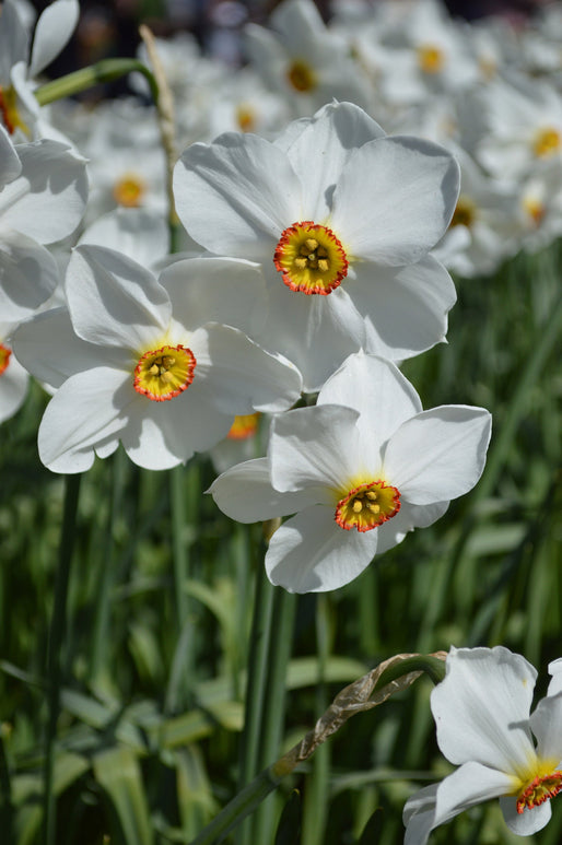 Narcisse parfumé Jonquille 'Pheasants Eye'