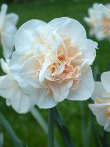 Jonquille Pink Champagne