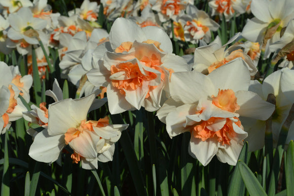 Jonquille, narcisse 'Replete'