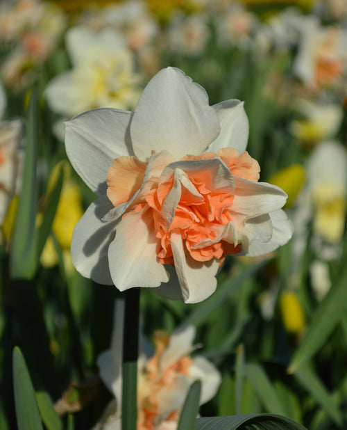 double jonquilles Replete ampoule de couleur saumon
