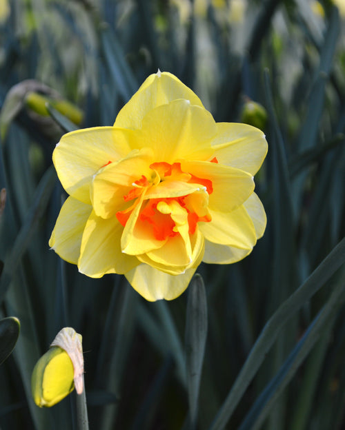 Achat Narcisses Tahiti en ligne