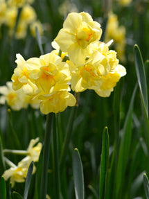 Jonquille Yellow Cheerfulness