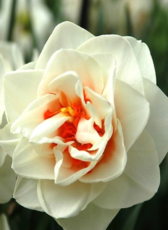 Jonquille Acropolis - Acheter des Bulbes de Narcisses