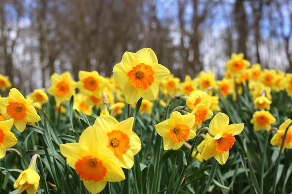 Narcisses - Jonquilles Fortissimo