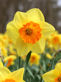 Jonquille Fortissimo