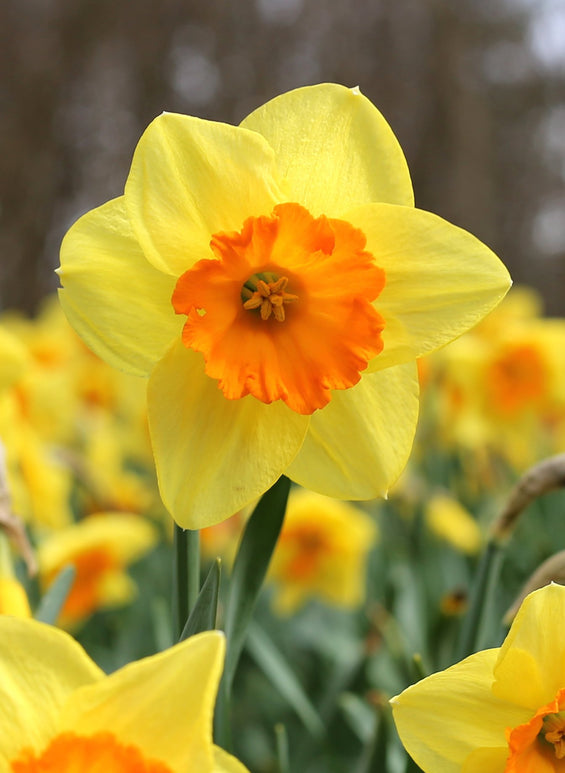 Narcissus Fortissimo | Fortissimo Grande jonquille