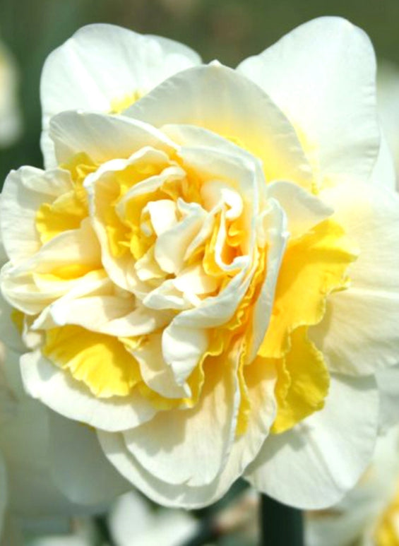 Jonquille Lingerie | Acheter Bulbes de Narcisses