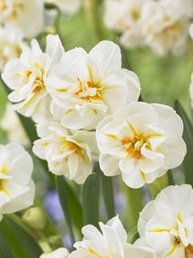 Jonquille Sir Winston Churchill