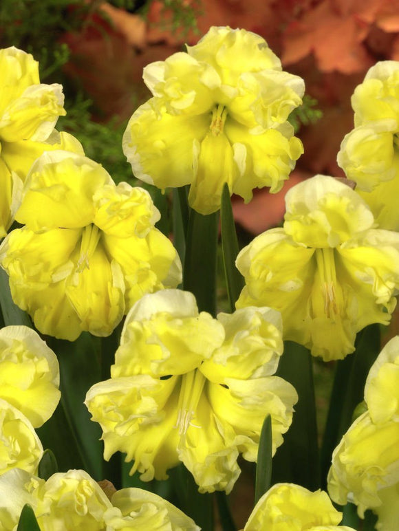 Acheter Bulbes de Narcisses Sunny Side Up