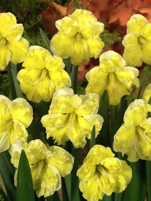 Narcisse : achat / vente bulbes de narcisses & jonquilles Sunny Side Up