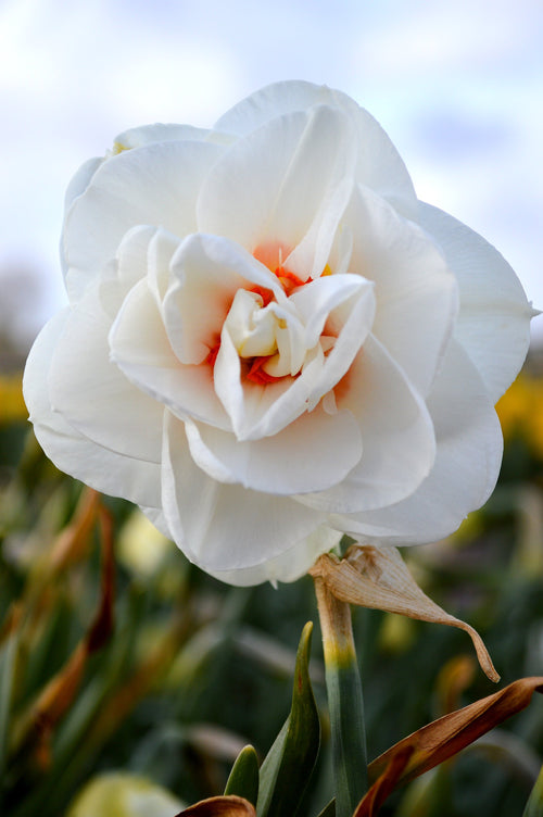 Narcisse : achat / vente bulbes de narcisses & jonquilles