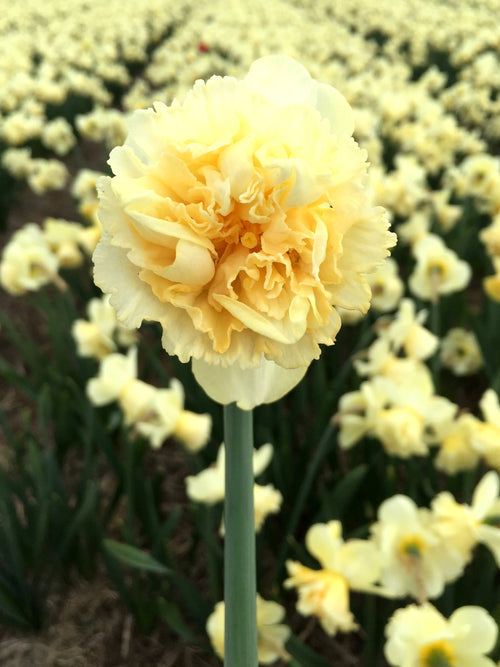 Art Design - Acheter Bulbes de Narcisses en ligne