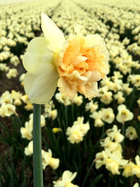 Narcisse : achat / vente bulbes de narcisses & jonquilles Art Design