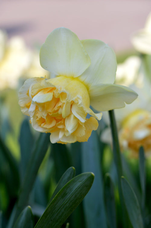 Bulbe jonquille Art Design