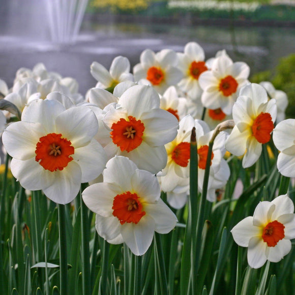 La jonquille Barret Browning est un superbe narcisse