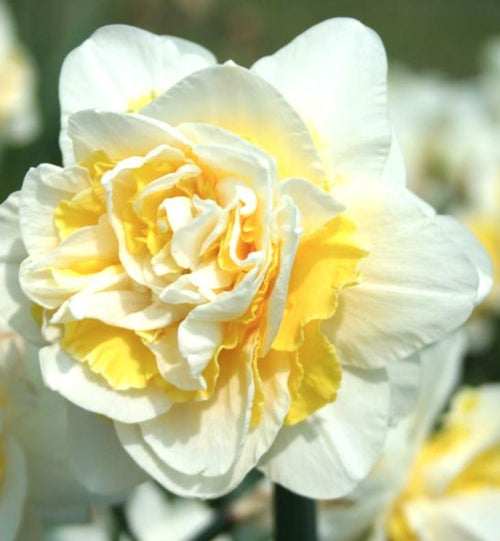 Narcisse : achat / vente bulbes de narcisses & jonquilles