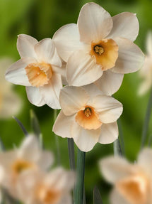 Jonquille naine Prosecco