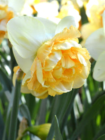 Jonquille Art Design