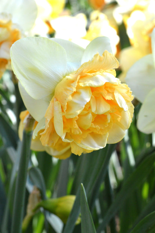 Jonquille Art Design