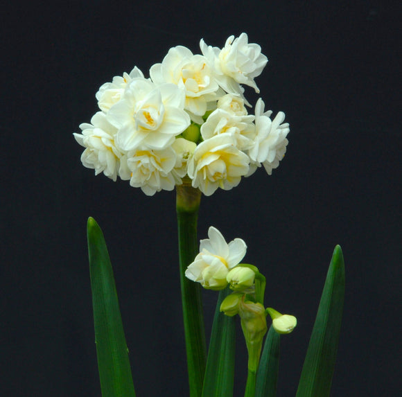 Narcissus 'Erlicheer'