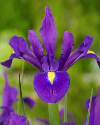 Dutch Iris Purple Sensation