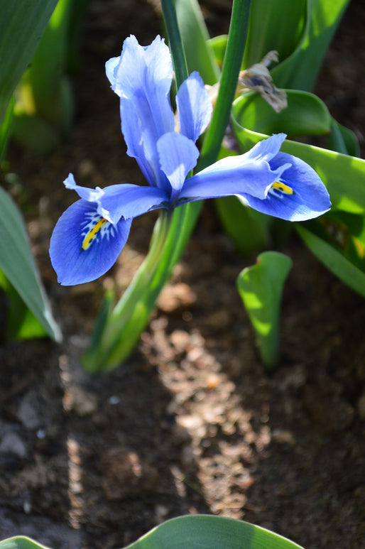 Nain Iris Reticulata Cantab