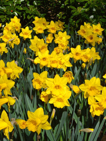 Eight Weeks de Jonquilles