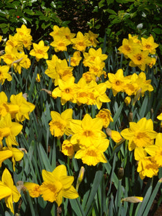 Eight Weeks de Jonquilles