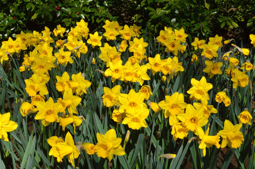 Eight Weeks de Jonquilles | Acheter Bulbes de Narcisses