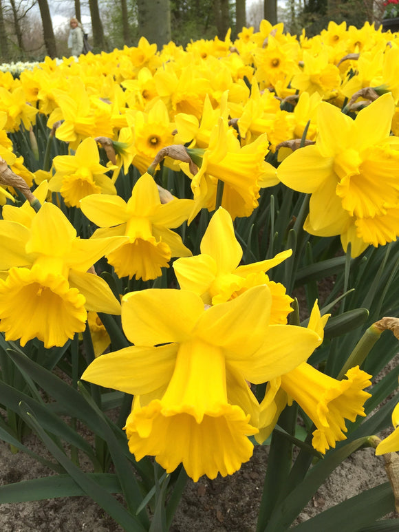 Mélange de bulbes de jonquilles - Couleurs jaunes printemps