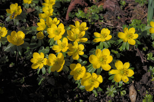 Acheter Eranthe d'Hiver - Eranthis Hyemalis