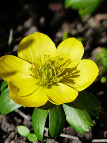 Eranthis Hyemalis (Aconite d’hiver)