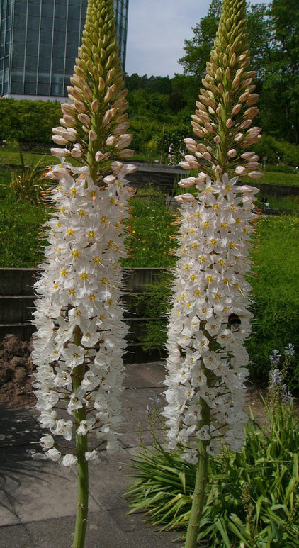 Eremurus robustus - Lis des steppes géant