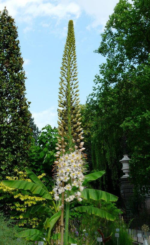 Achat d'Eremurus robustus-Eremurus