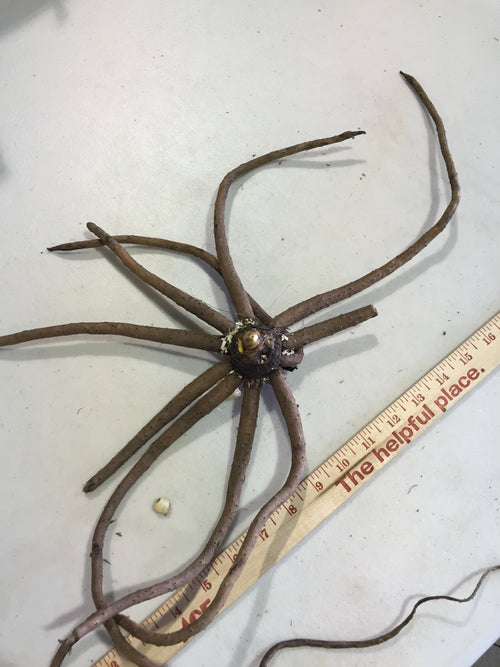 érémurus Robustus - Bulbes à fleurs