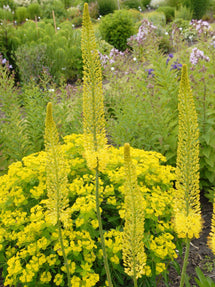 Eremurus (Lis des steppes) Stenophylus Bungei