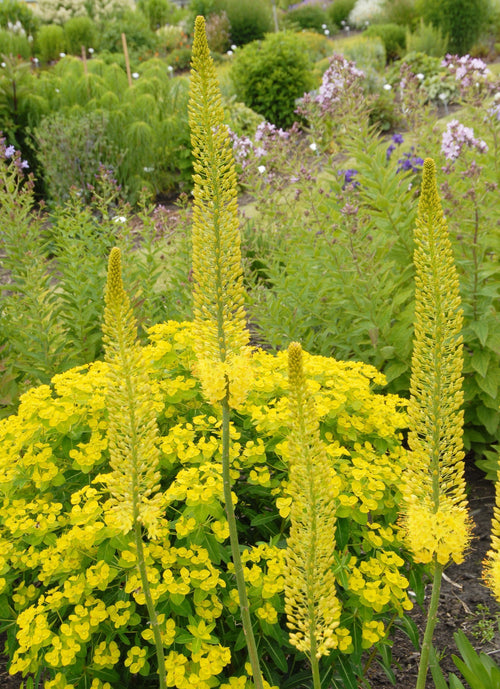 Eremurus bungei (Stenophyllus)