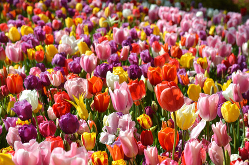 Acheter Tulipe Eternal Spring Mix - DutchGrown™