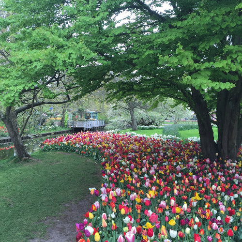 Tulipe Eternal Spring Mix - DutchGrown™