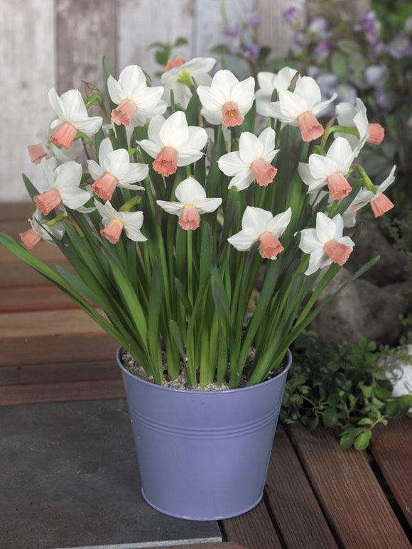 Jonquille naine 'Cha Cha' | Bulbes de mini-narcisses