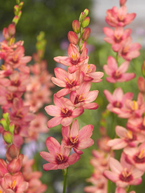 Ixia Rose - Bulbes a fleurs