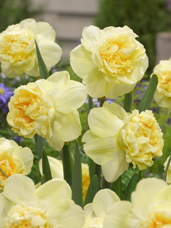 Achetez Jonquilles bulbes Art Design