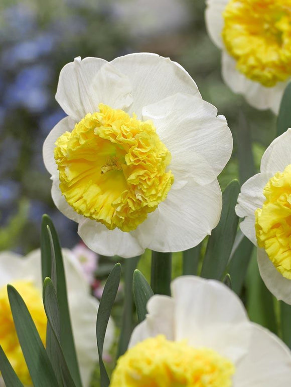 Jonquille Can Can Girl