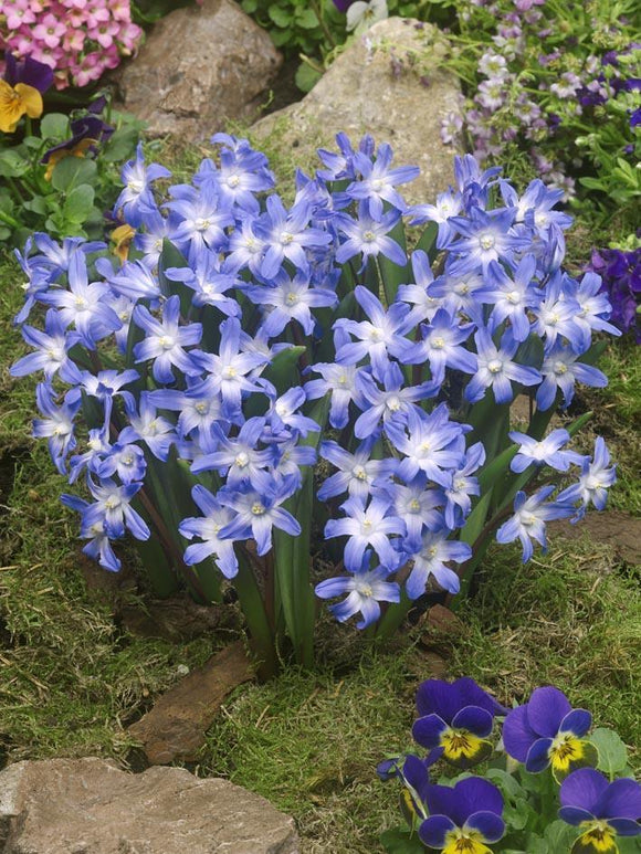Achetez des bulbes de Chionodoxa Lucilea
