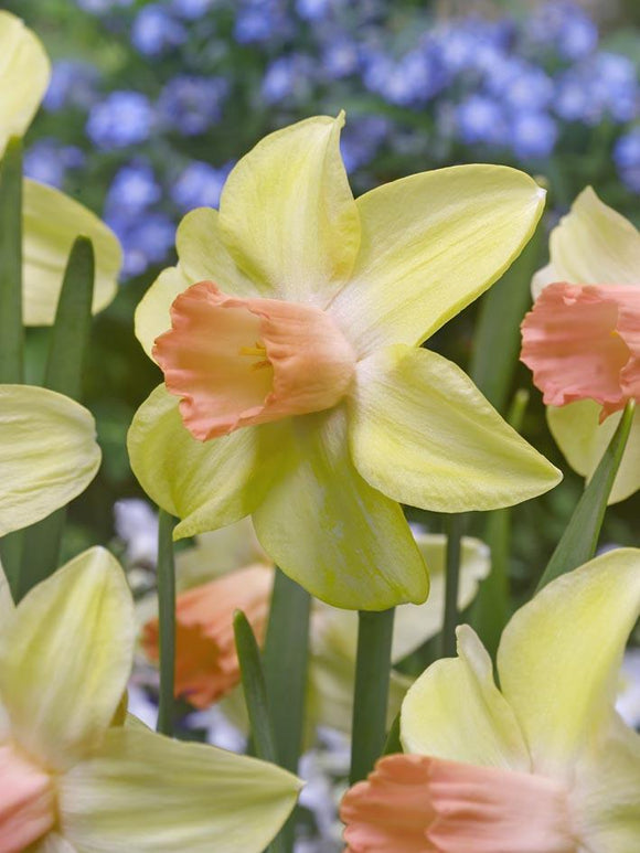 acheter Jonquille naine