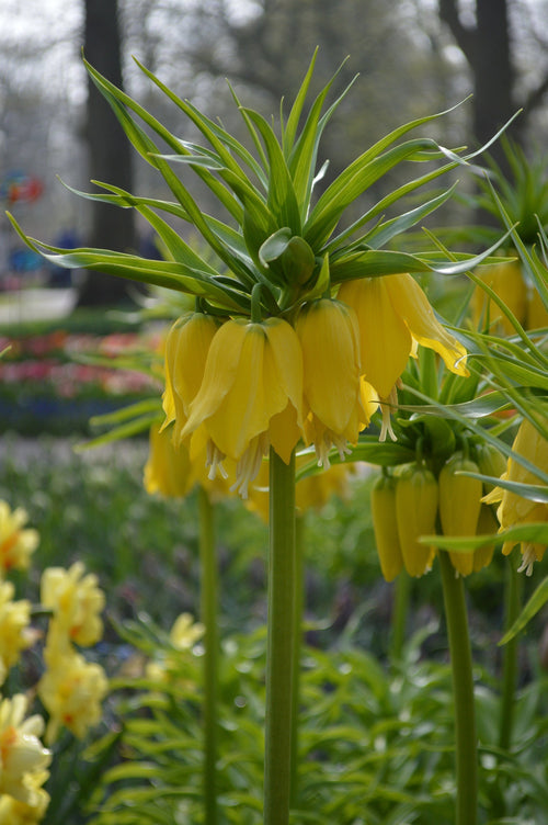 Fritillaire impériale Lutea - Couronne impériale Jaune